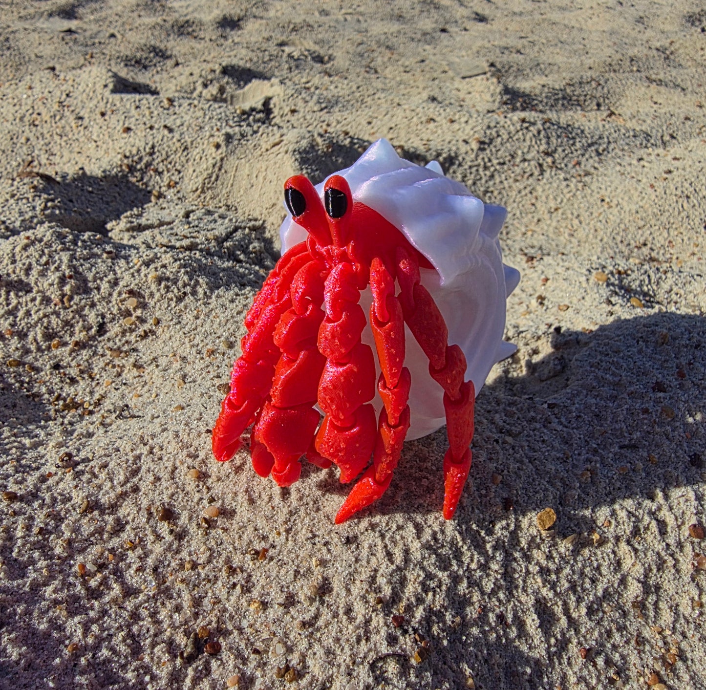 Herbie the Hermit Crab