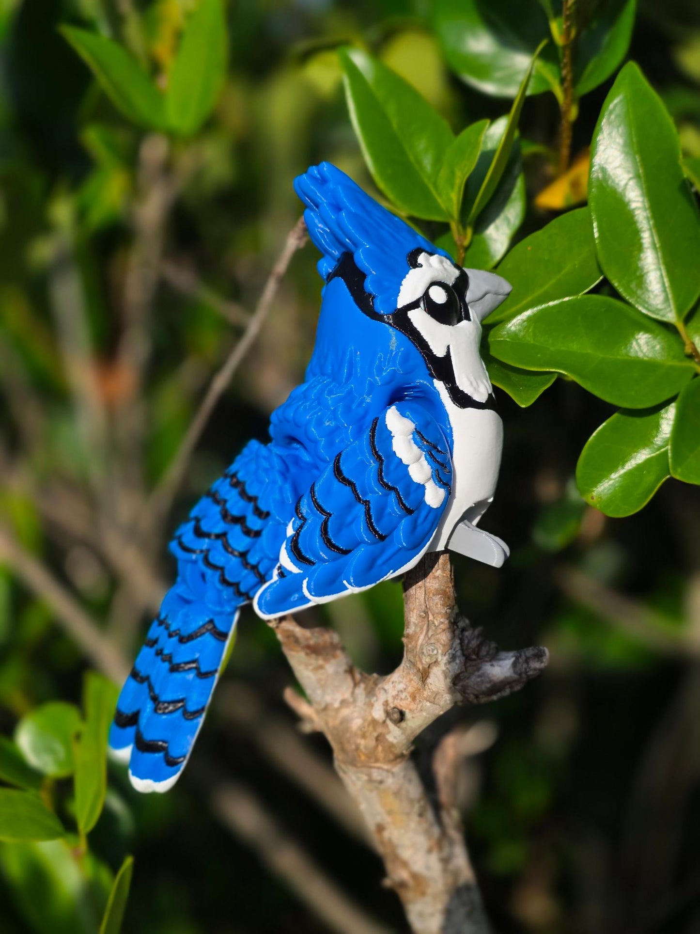 Jax the Blue Jay