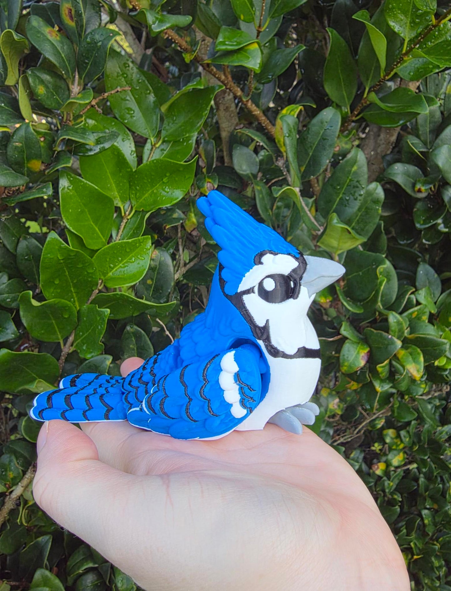 Jax the Blue Jay