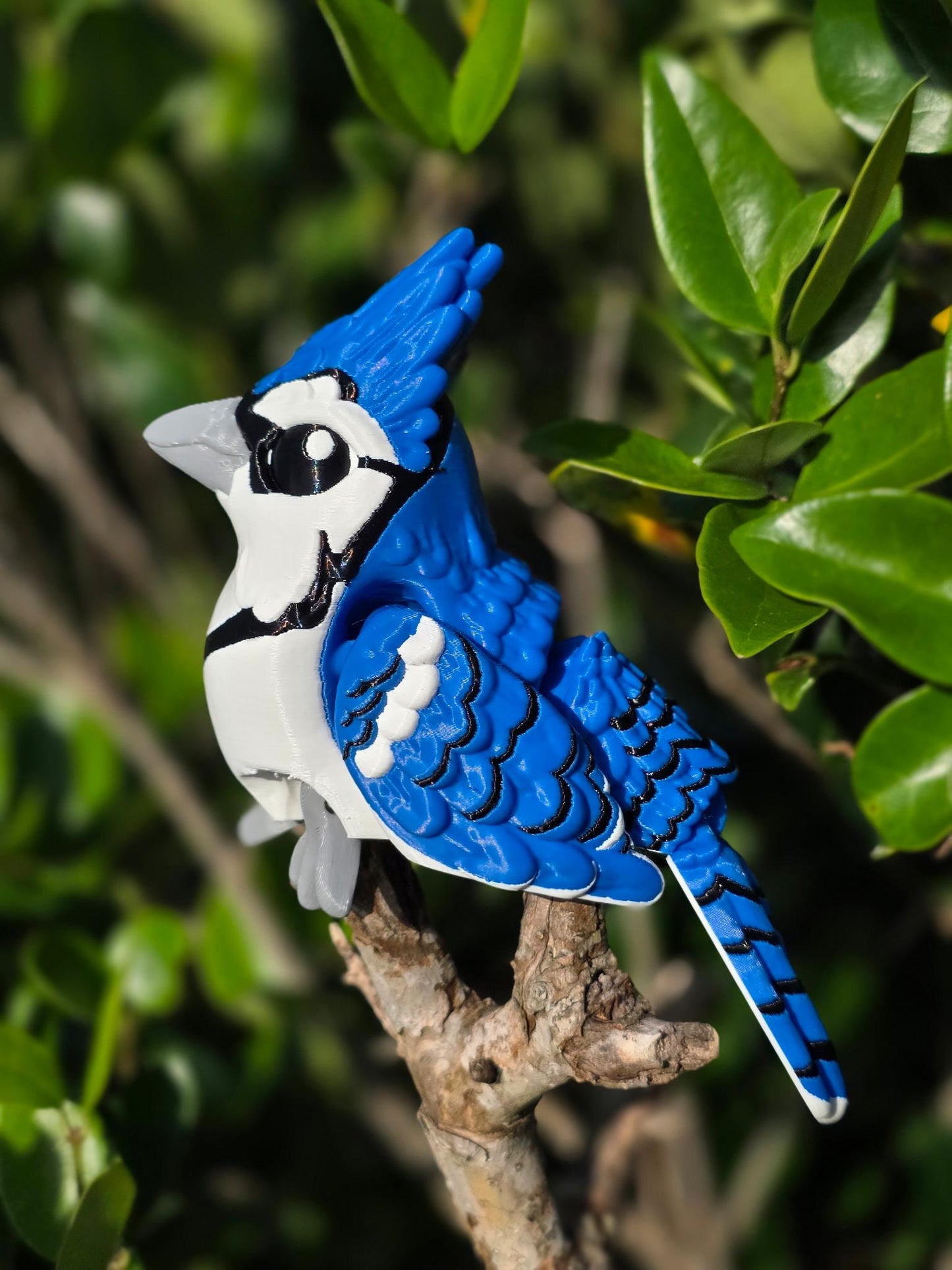 Jax the Blue Jay