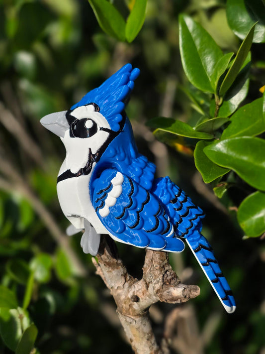 Jax the Blue Jay
