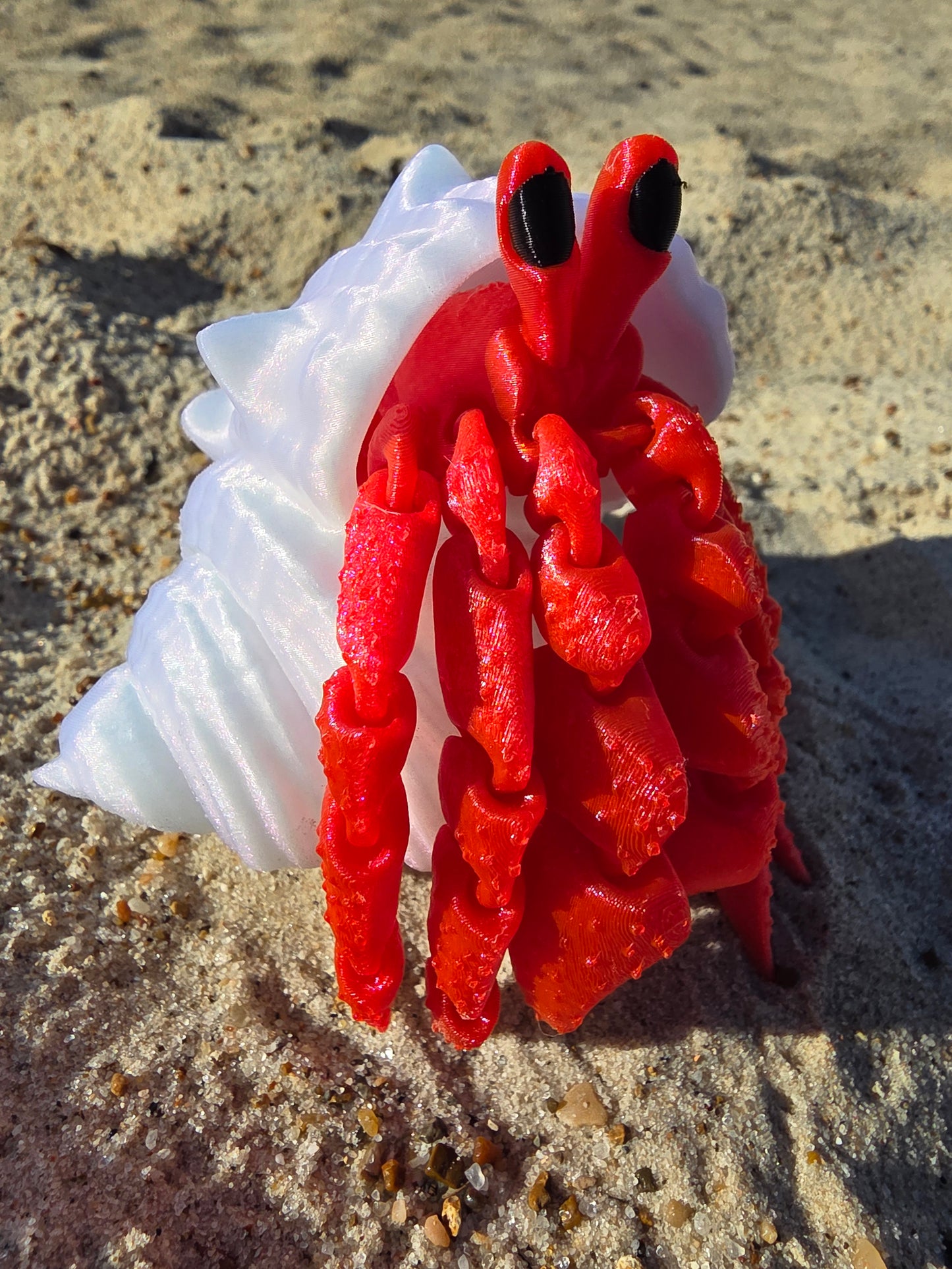 Herbie the Hermit Crab