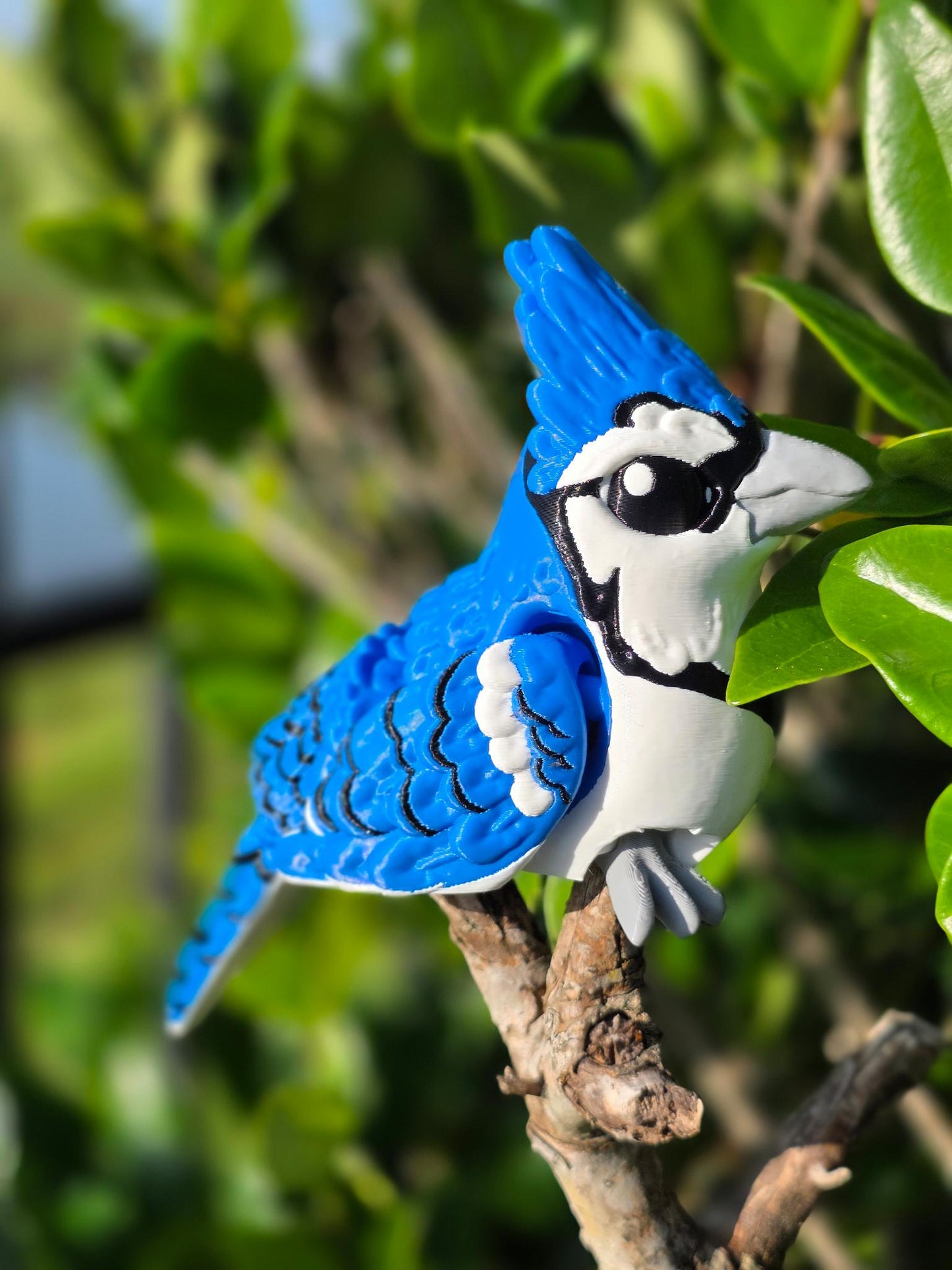 Jax the Blue Jay